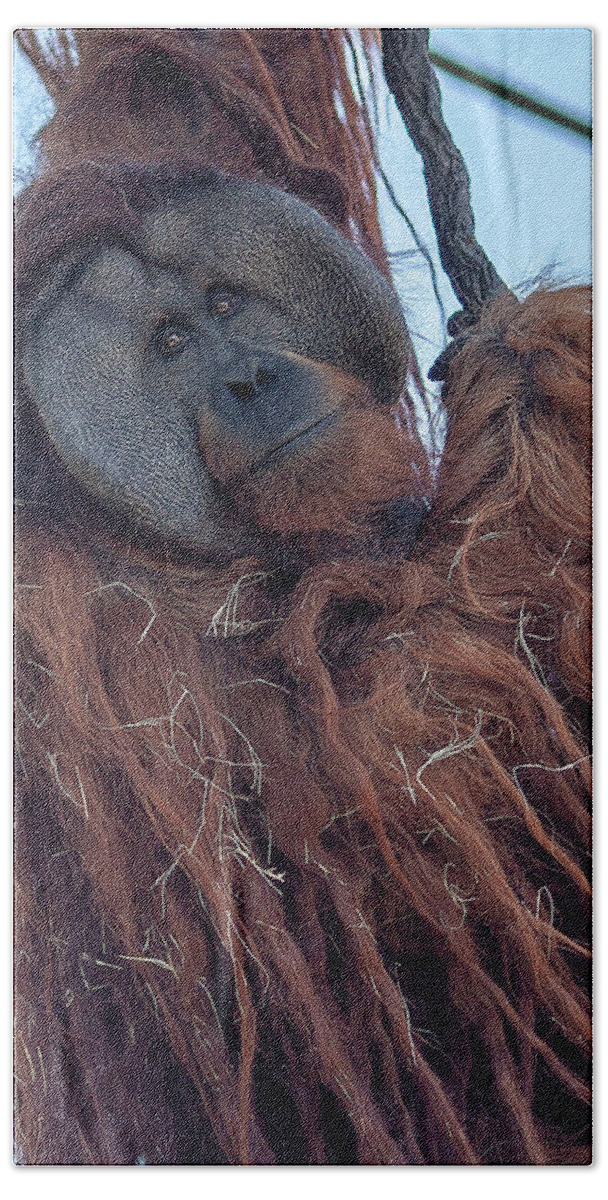 Jungle Beach Towel featuring the photograph Orangutan by Al Hurley