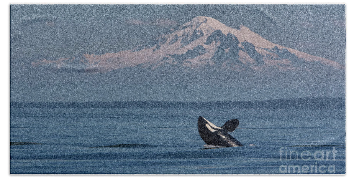 Orca Beach Sheet featuring the photograph Orca - Mt. Baker by John Greco