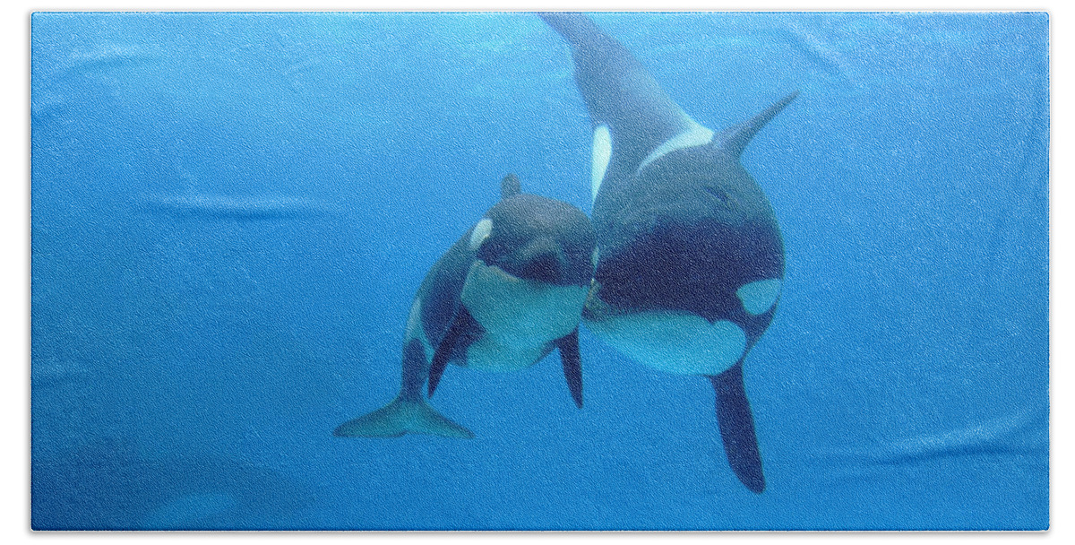 Mp Beach Towel featuring the photograph Orca Mother And Newborn by Hiroya Minakuchi