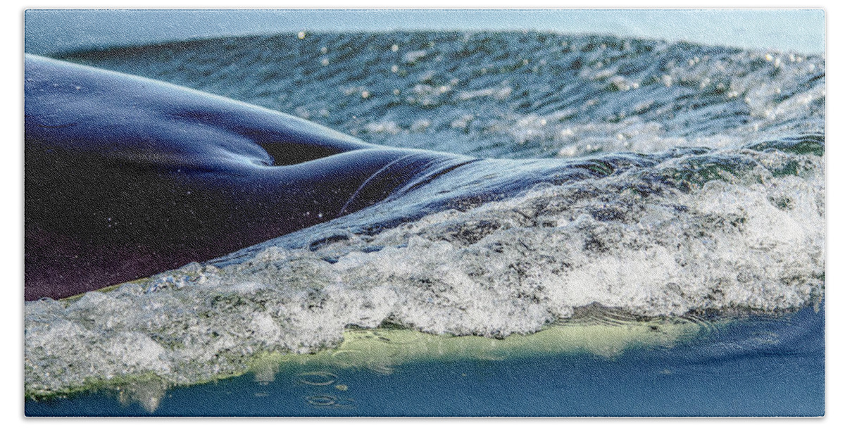 Orca Beach Towel featuring the photograph Orca Suface by Roxy Hurtubise