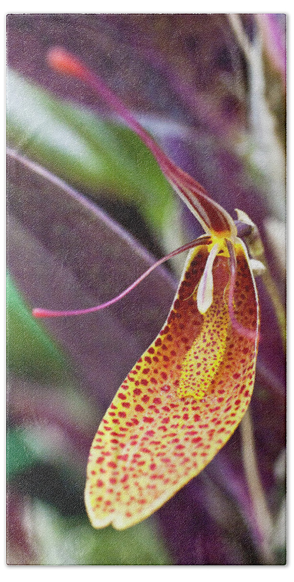 Orchid Beach Towel featuring the photograph Orchid Flower - Restrepia radulifera by Heiko Koehrer-Wagner