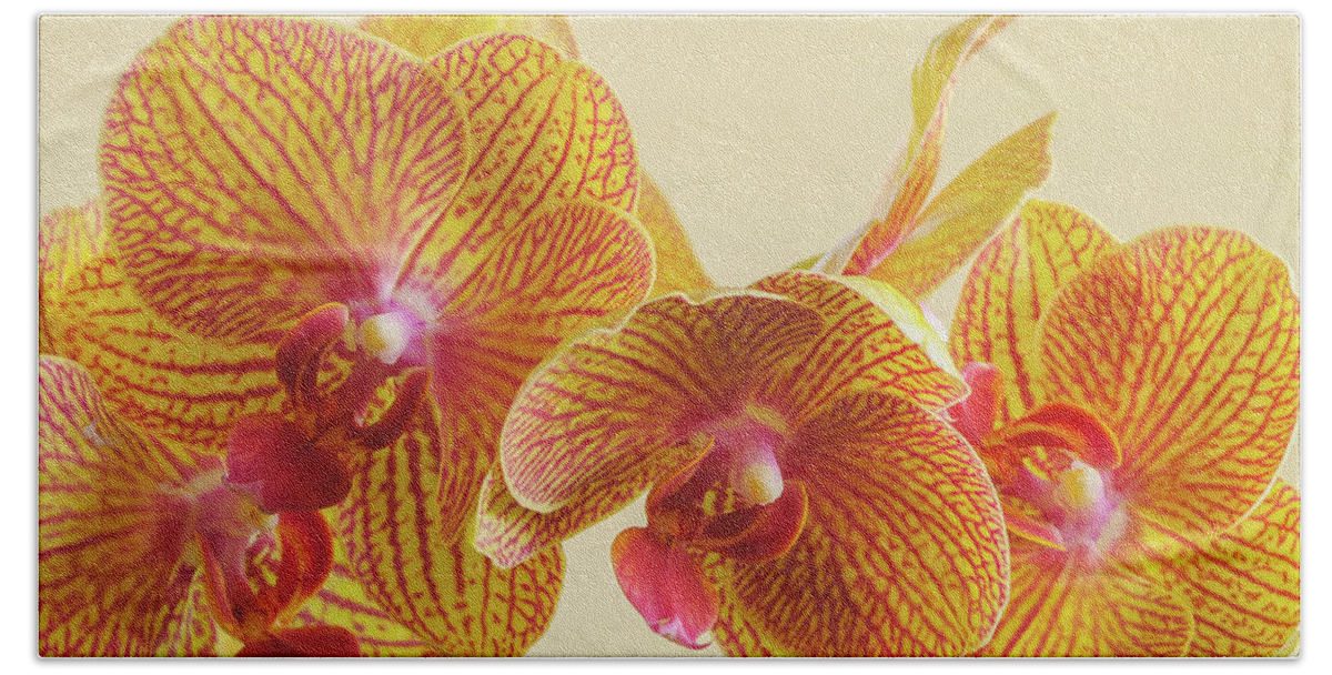 Beauty Beach Sheet featuring the photograph Orchids by Bob Grabowski