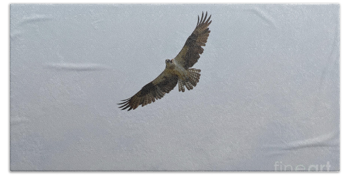Osprey Beach Towel featuring the photograph Osprey Bird with His Wing's Spread by DejaVu Designs