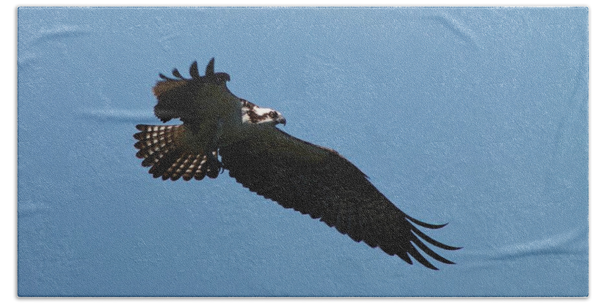 Osprey Beach Towel featuring the photograph Osprey Fledging Time by Cathie Douglas