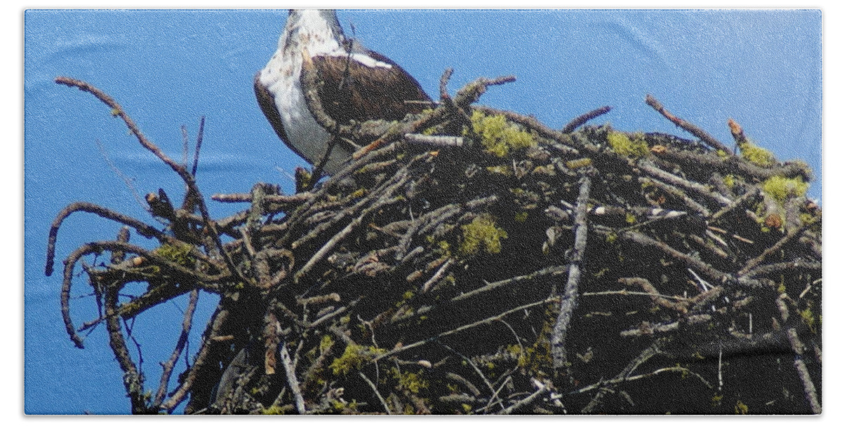 Birds Beach Towel featuring the photograph Osprey in Nest by Ben Upham III