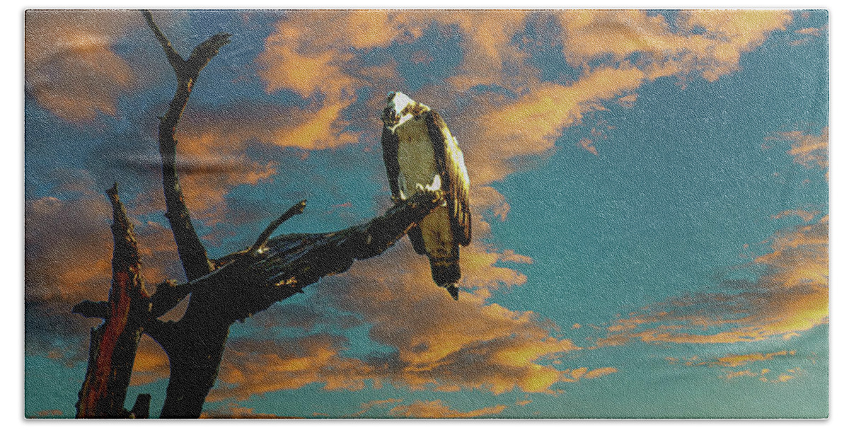 Birds. Nature Beach Towel featuring the photograph Osprey On Watch by Rick Redman