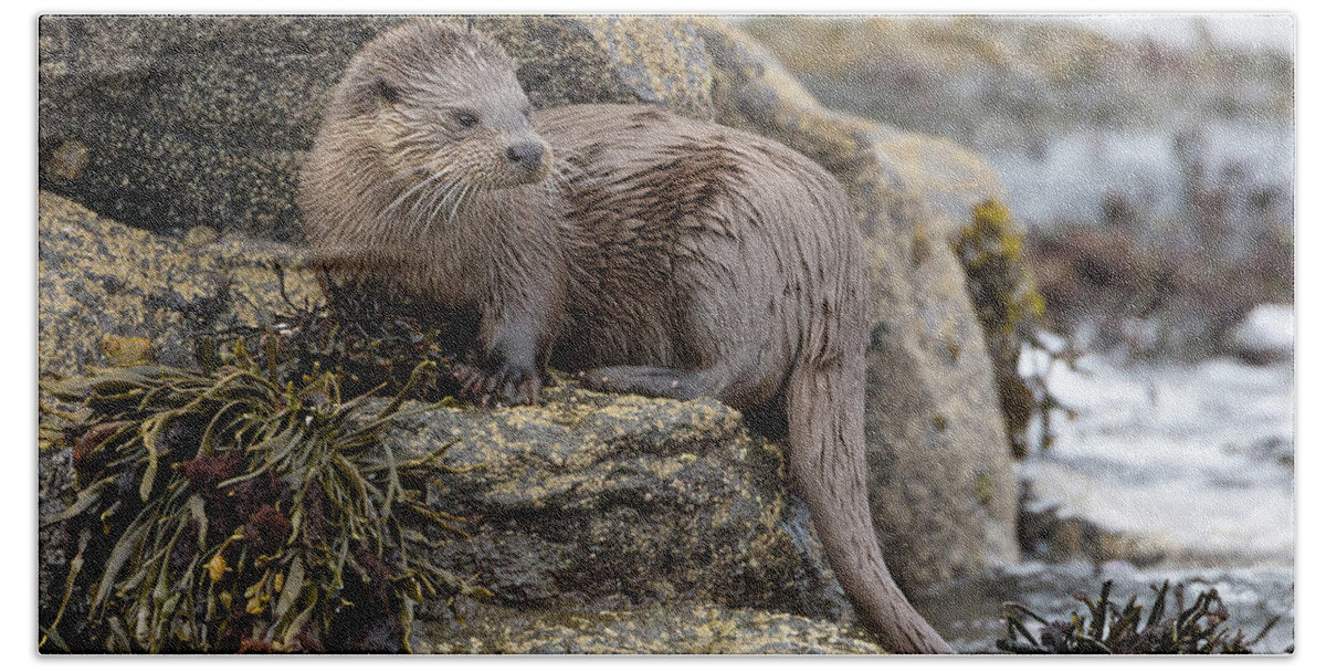 Otter Beach Towel featuring the photograph Otter Beside Loch by Pete Walkden
