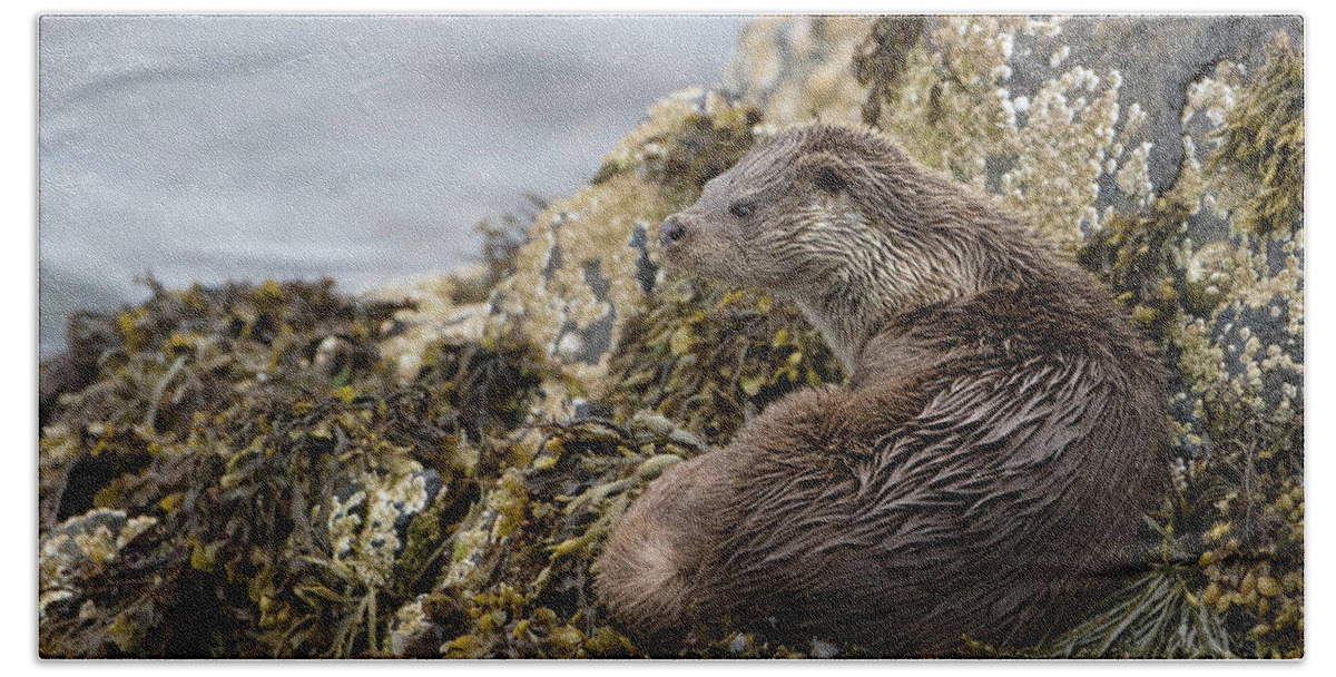 Otter Beach Towel featuring the photograph Otter Relaxing On Rocks by Pete Walkden