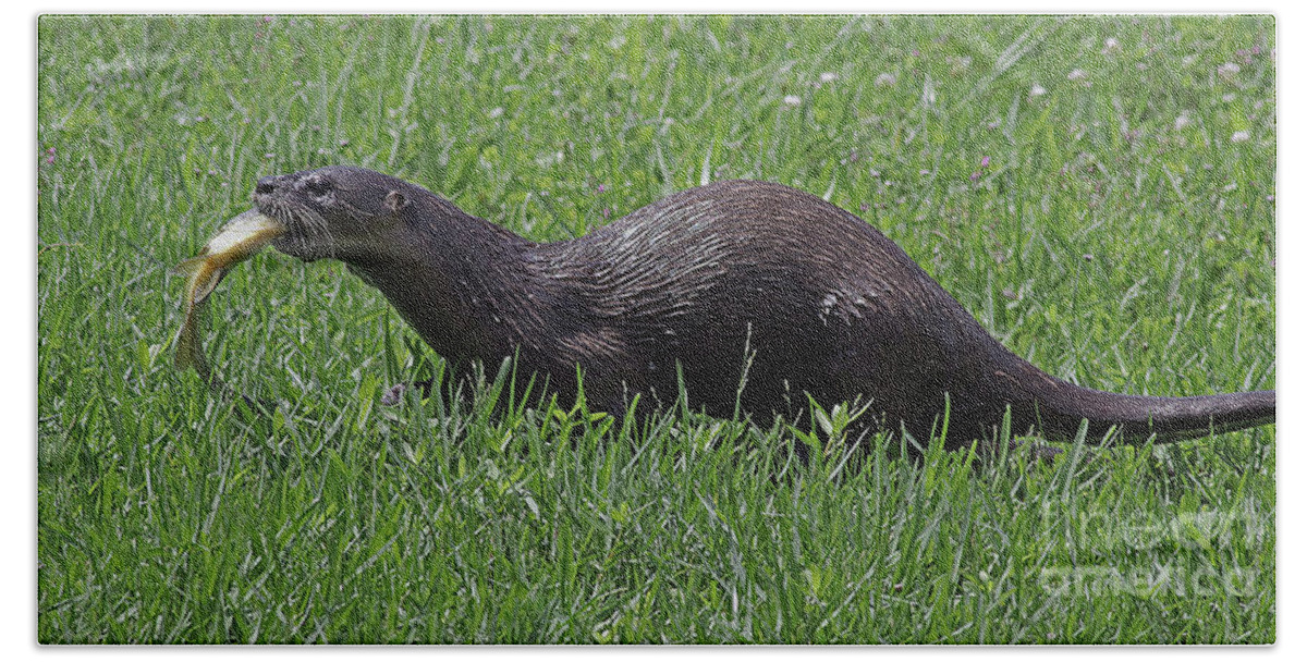 Otter Beach Towel featuring the photograph Otter with Fish by Larry Nieland