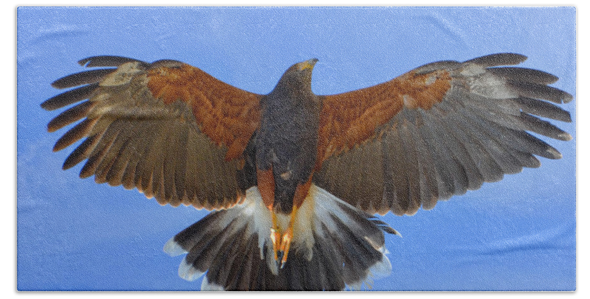 Harris Hawk Beach Sheet featuring the photograph Out of the Blue by Evelyn Harrison