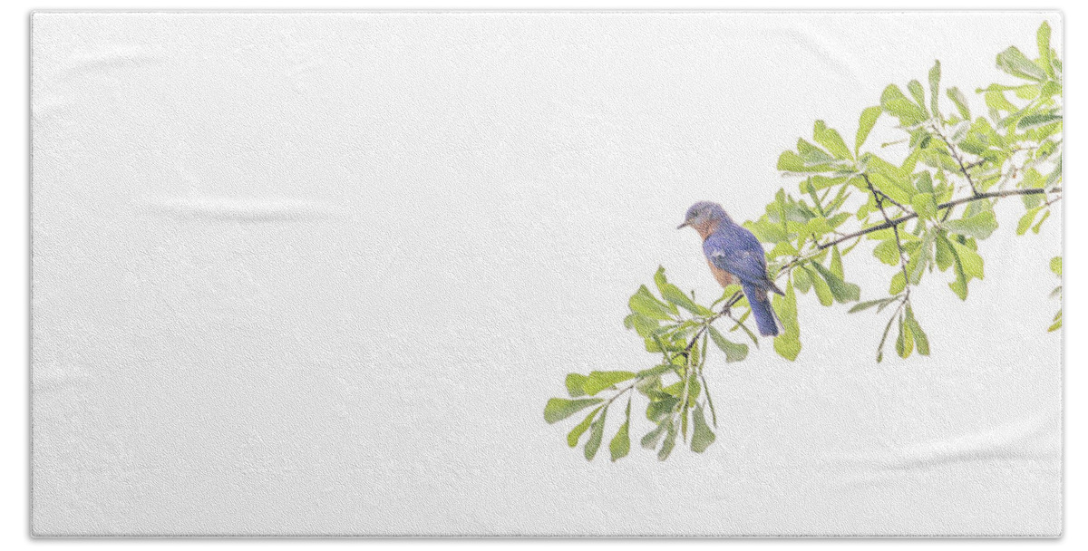 Bluebird Beach Towel featuring the mixed media Out On A Limb by Kim Henderson