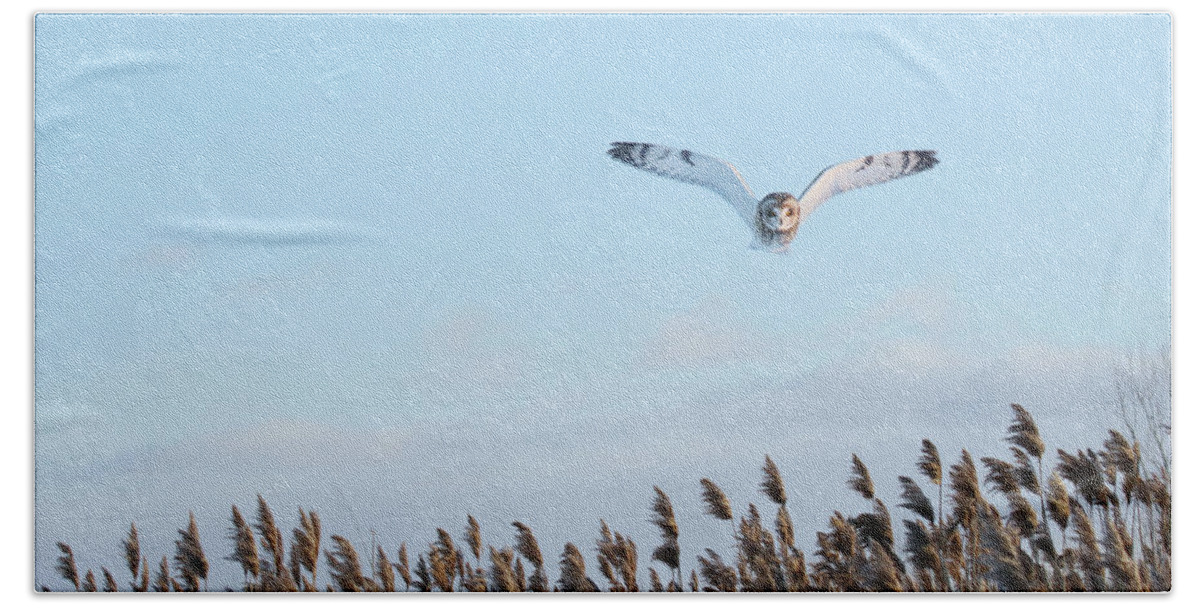 Owls Beach Towel featuring the photograph Overhead Hunt by Heather King