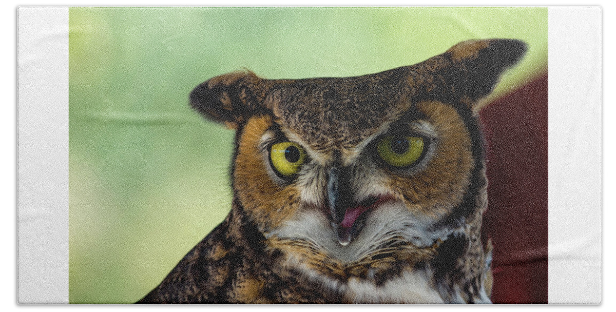 Owl Beach Sheet featuring the photograph Owl Tongue by Douglas Killourie