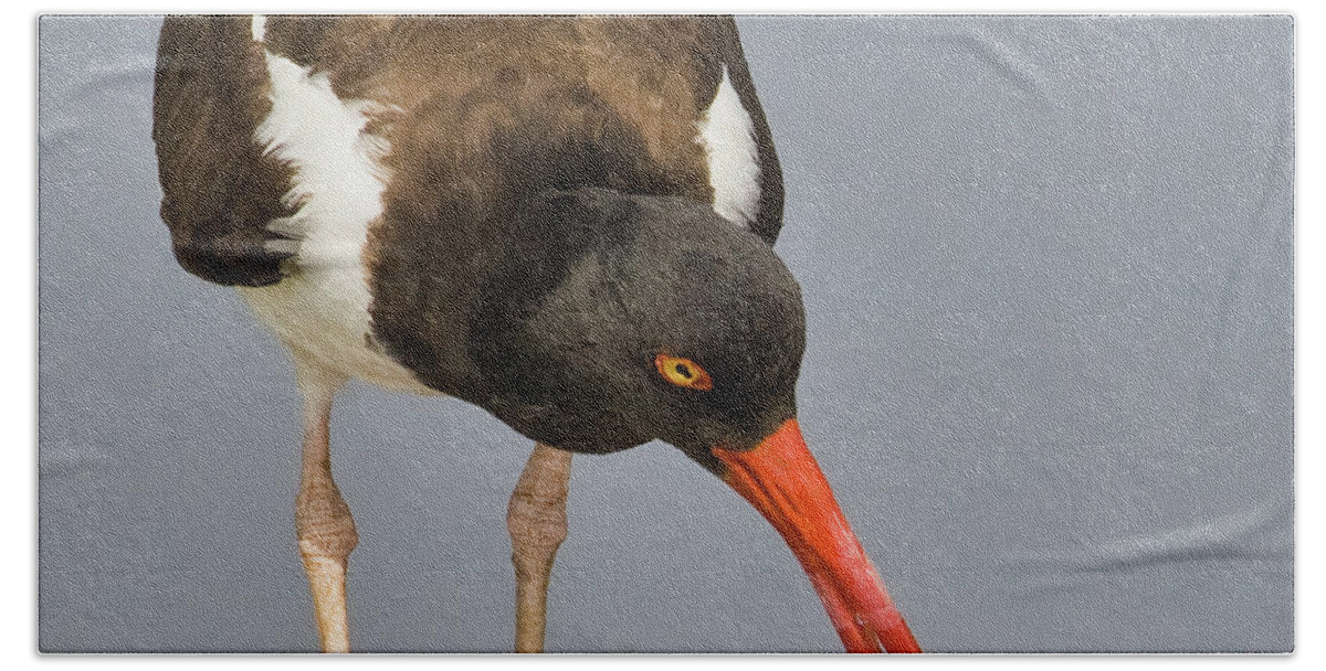 Jerry Fornarotto Beach Towel featuring the photograph Oystercatcher with Shell by Jerry Fornarotto