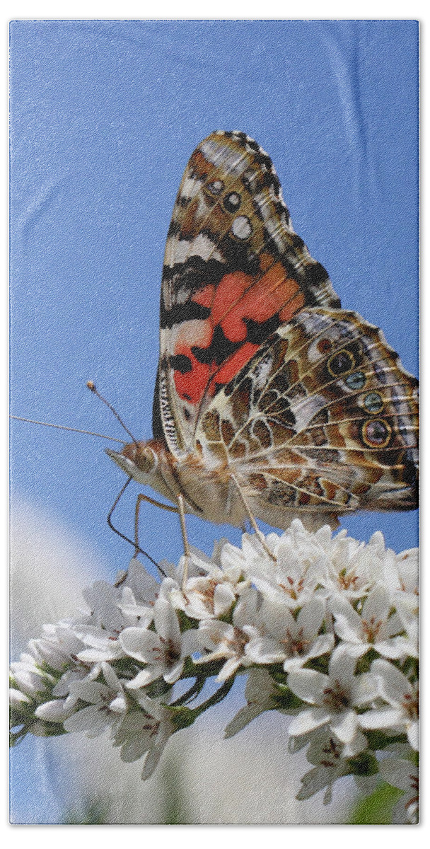 Vanessa Cardui Beach Towel featuring the photograph Painted Lady Against The Sky by Doris Potter