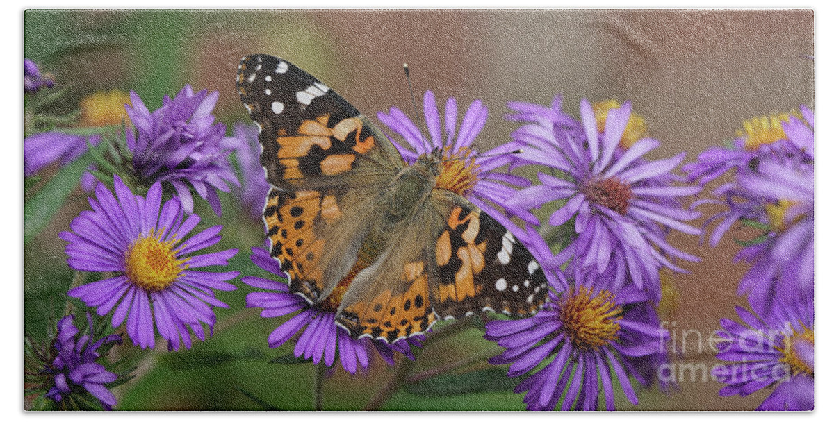 Painted Lady Beach Sheet featuring the photograph Painted Lady Butterfly and Aster Flowers 6x3 by Robert E Alter Reflections of Infinity