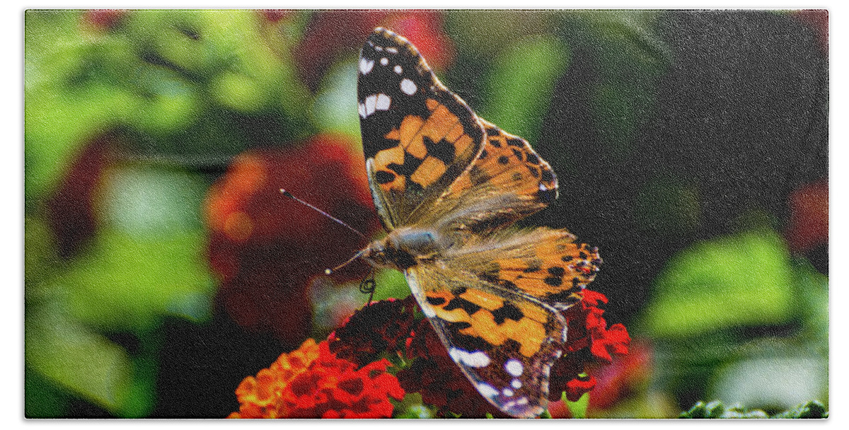 Painted Lady Butterfly Beach Towel featuring the photograph Painted Lady Butterfly by Douglas Killourie