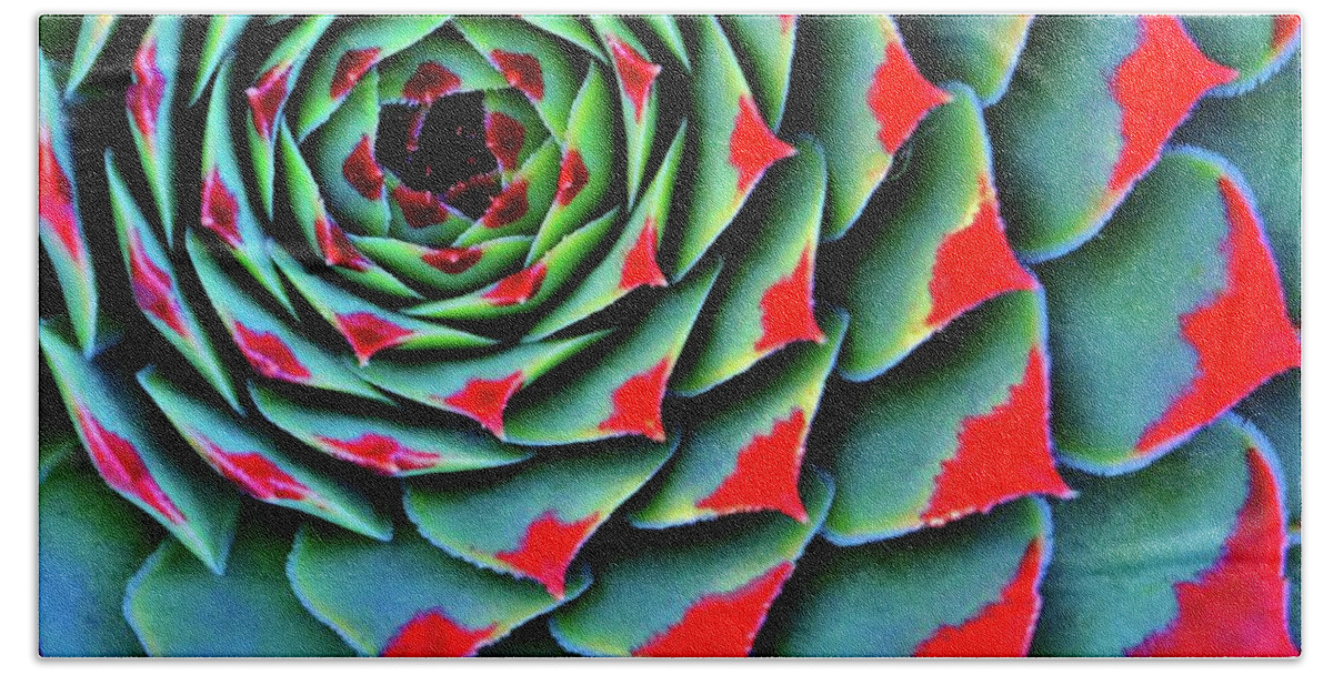 Red Tipped Succulent Beach Towel featuring the photograph Painted Lady In Red by William Rockwell