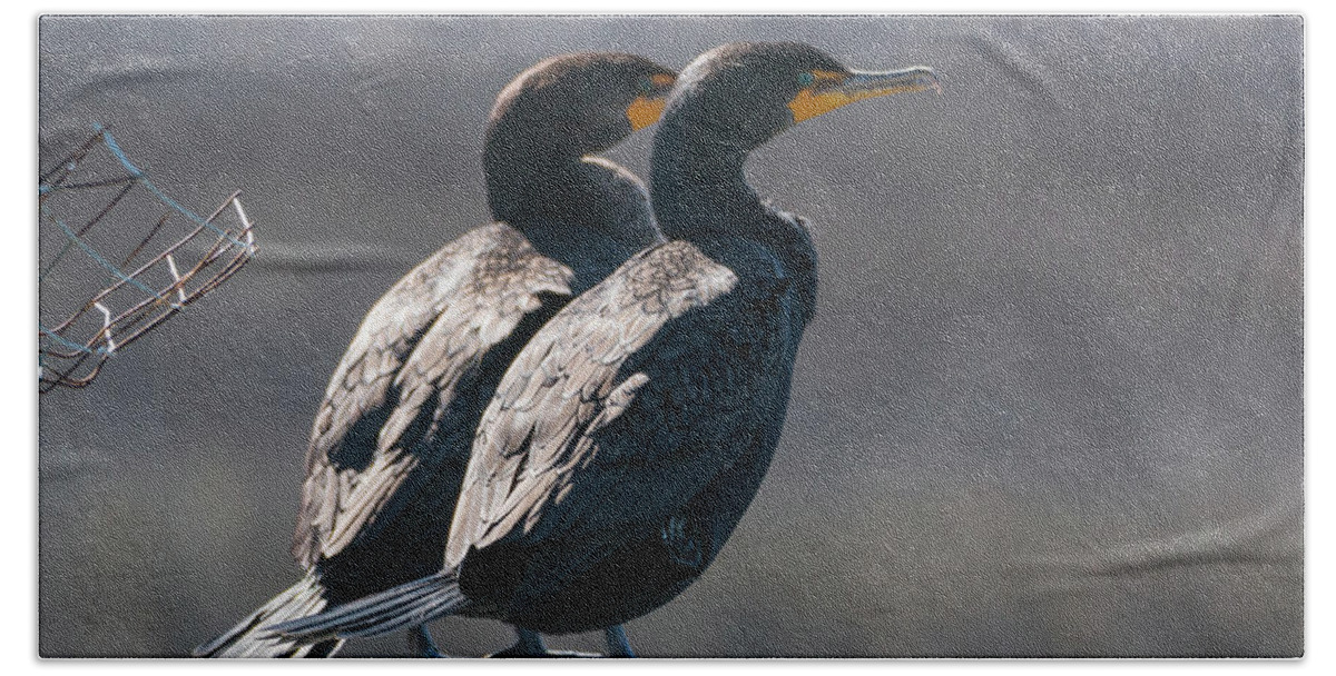 Double-crested Cormorant Beach Sheet featuring the photograph Pair Double-Crested Cormorant 3 March 2018 by D K Wall