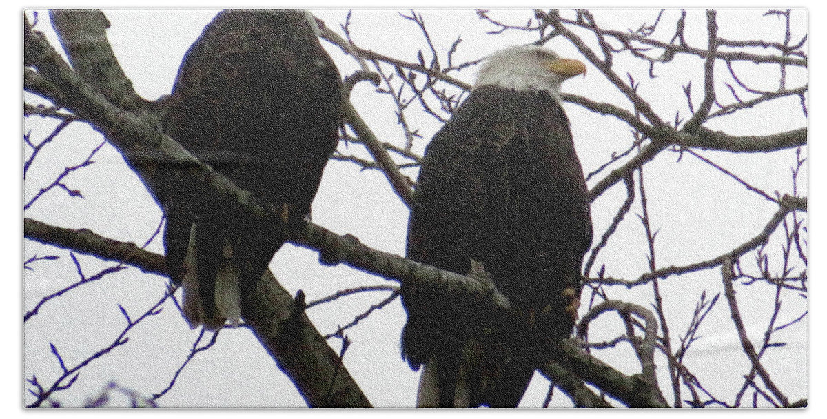 Eagles Beach Towel featuring the photograph Pair of Eagles - Raptors by Marie Jamieson