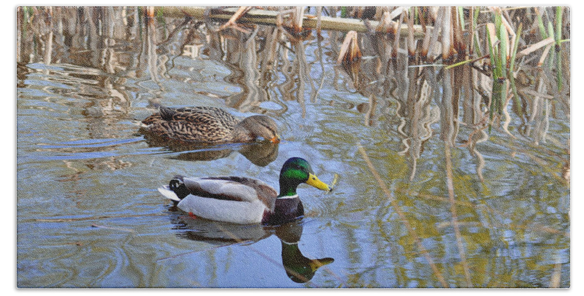 England Beach Towel featuring the photograph Pair of Mallard Ducks by Rod Johnson