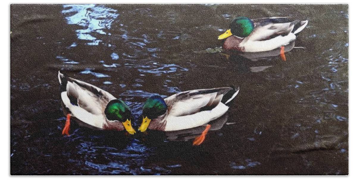 Mallard Beach Towel featuring the photograph Pair Off In Threes by Nick Kloepping