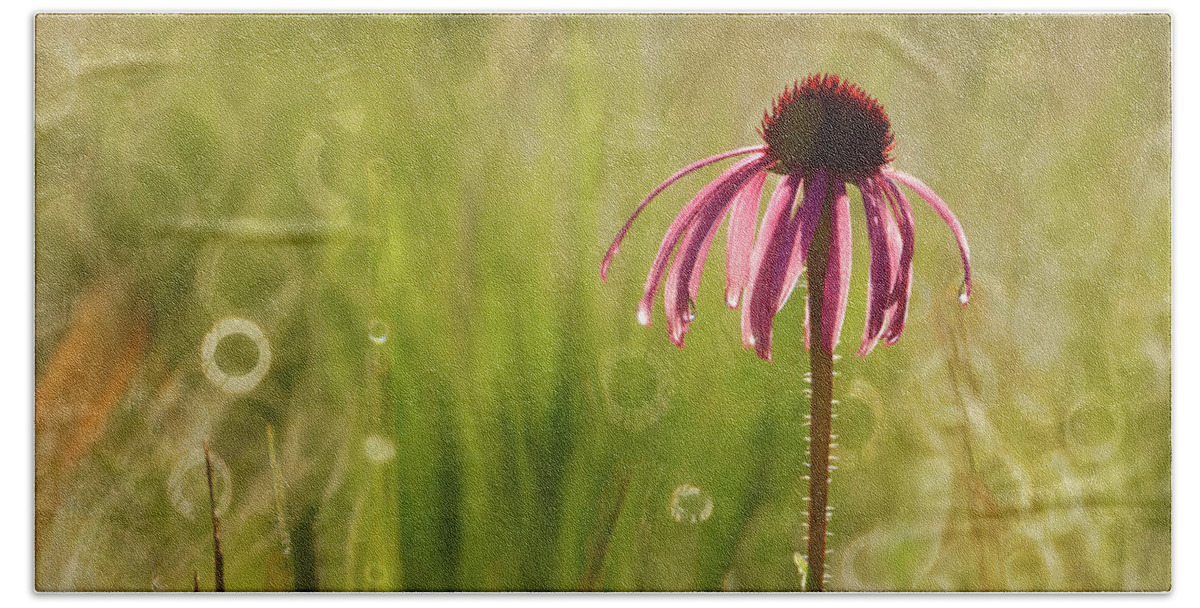 Flower Beach Towel featuring the photograph Pale Purple ConeFlower by Robert Charity