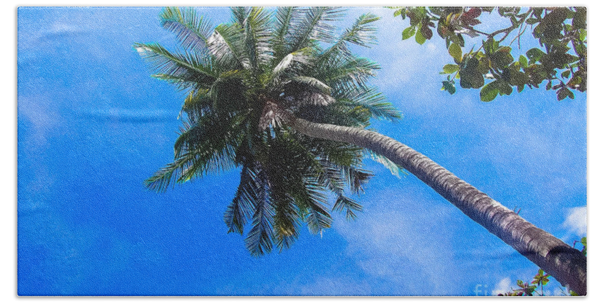 Tree Beach Towel featuring the photograph Palm Tree by Andrea Anderegg
