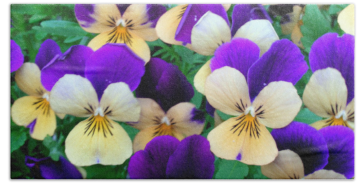 Pansies Beach Towel featuring the photograph Pansies by Sandy Taylor