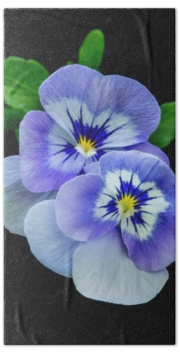 Greeting Card Beach Towel featuring the photograph Pansy Portrait by Cathy Kovarik