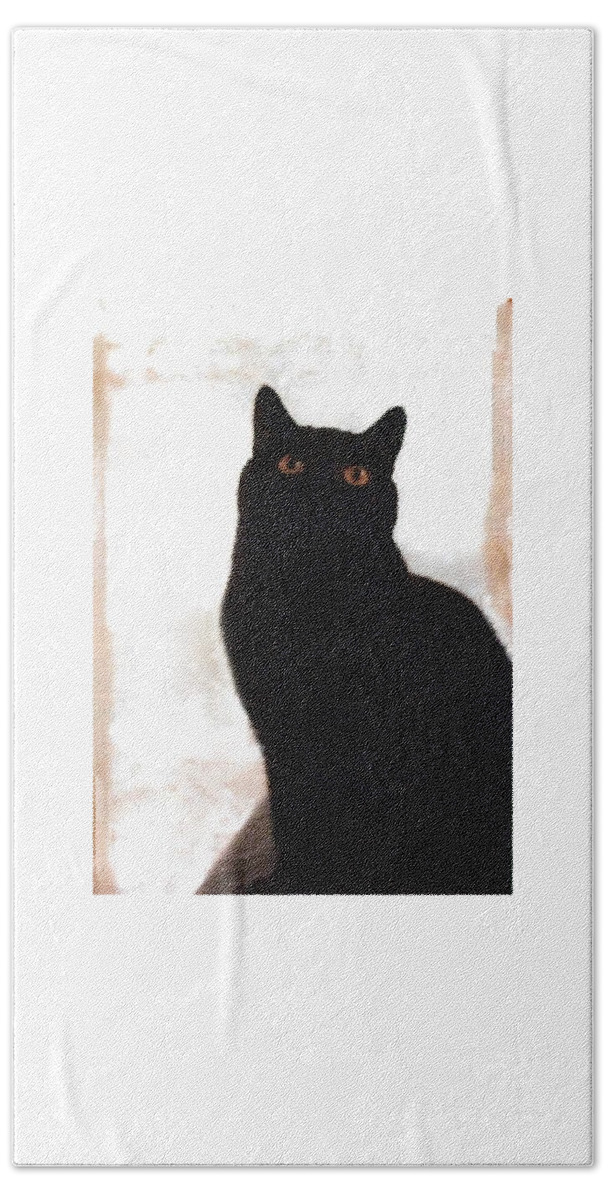 Cats Beach Towel featuring the photograph Panther the British Shorthair Cat by Judy Kennedy