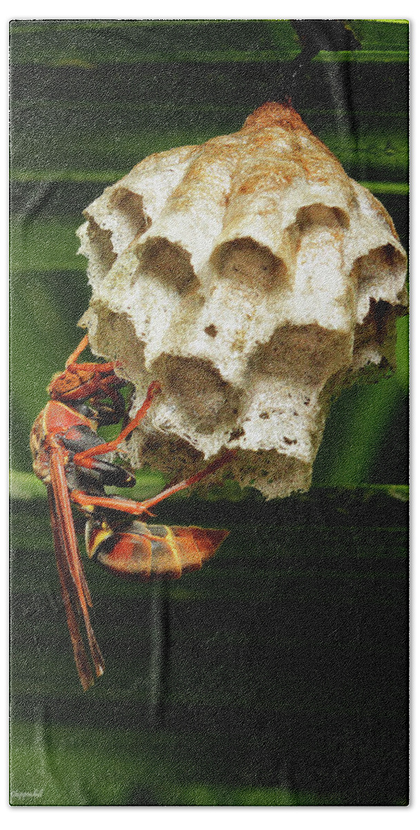 Paper Wasps Beach Towel featuring the photograph Paper wasps 00666 by Kevin Chippindall