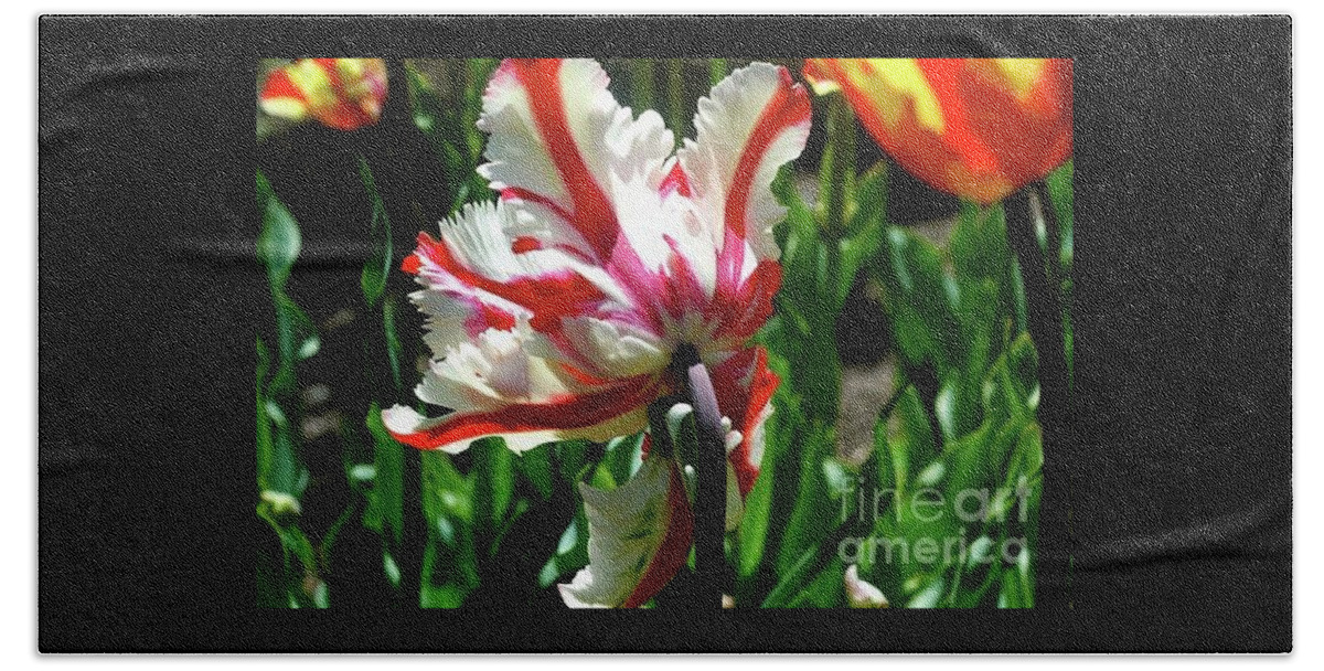 Tulip Beach Towel featuring the photograph Parrot Tulip by Johanne Peale
