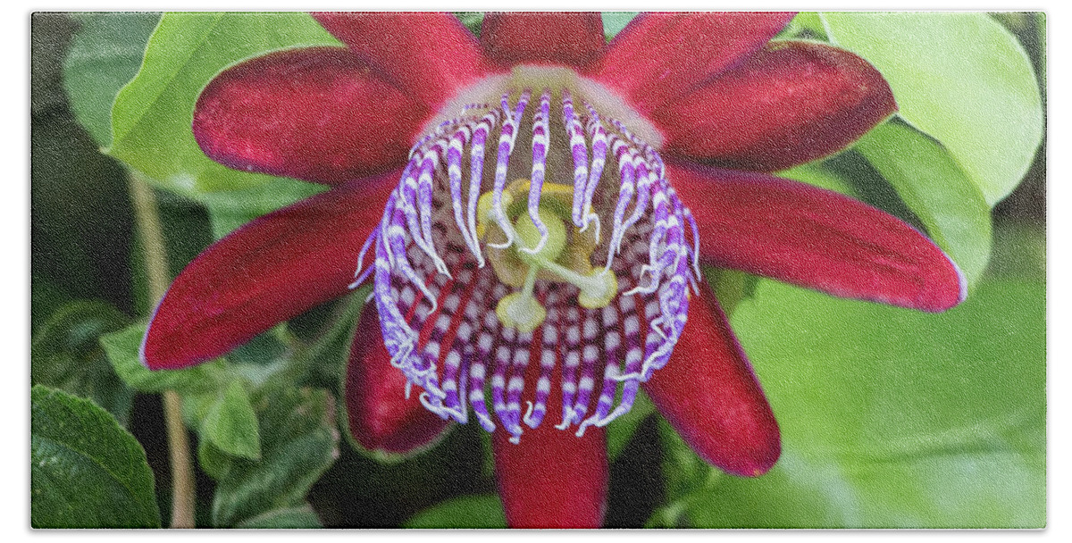Flowers Beach Sheet featuring the photograph Passiflora Ruby Glow. Passion Flower by Venetia Featherstone-Witty