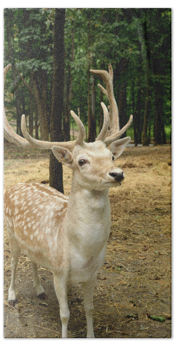Deer Beach Towel featuring the photograph Patiently Waiting by Karen Harrison Brown