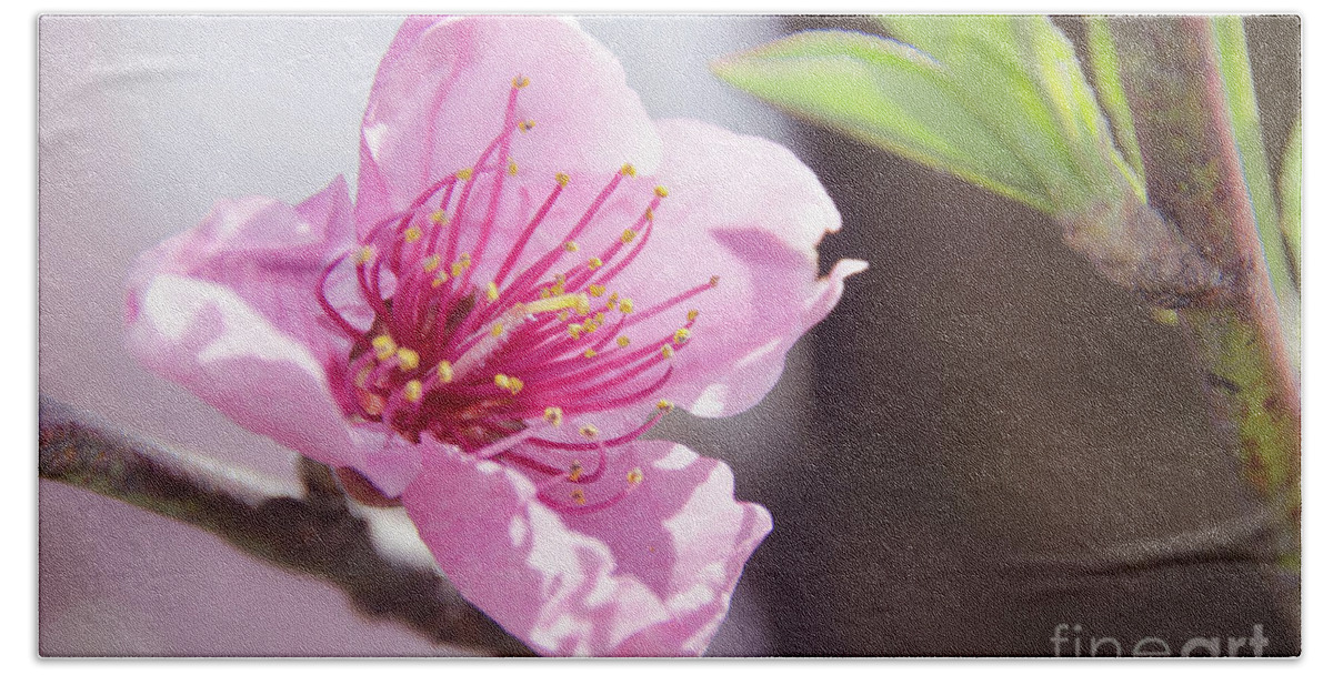 Sakura Beach Towel featuring the photograph Peach Blossoms 8 by Andrea Anderegg