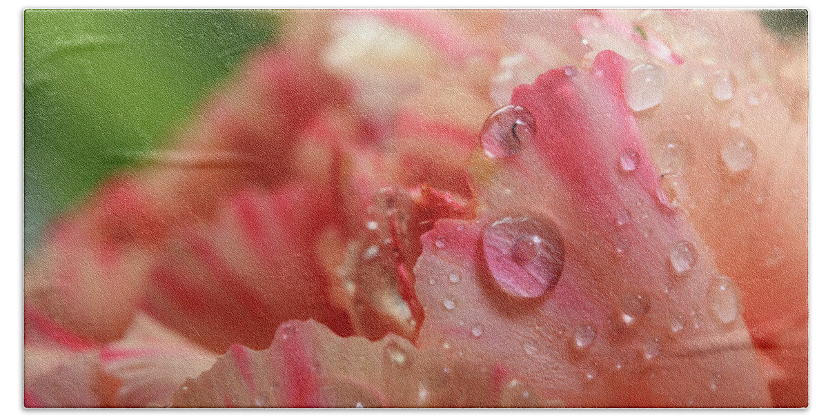 Carnation Beach Towel featuring the photograph Peach and Pink Carnation Petals by Angela Murdock