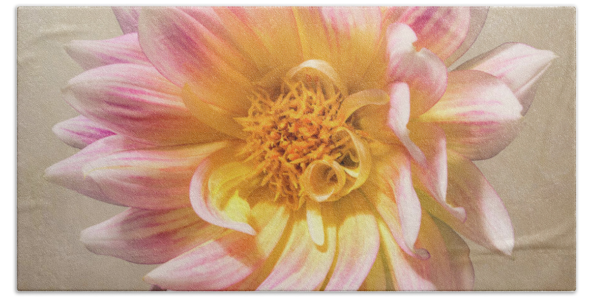 Flower Beach Towel featuring the photograph Peachy Pink Dahlia Close-up by Patti Deters
