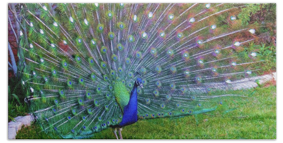 Peacock Beach Towel featuring the photograph Peacock Fan in Full Bloom by Doris Aguirre