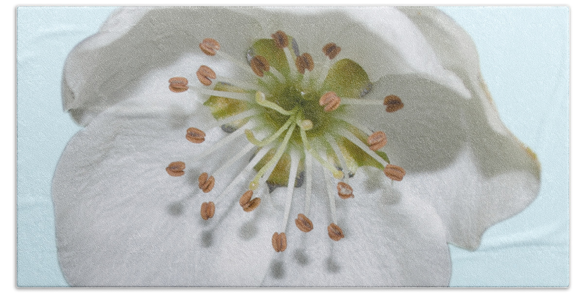Flower Beach Towel featuring the photograph Pear Bloom Tee Shirt by Donna Brown