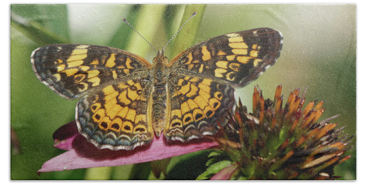 Pearl Crescent Butterfly Beach Towel featuring the photograph Pearl Crescent Butterfly on Coneflower by Robert E Alter Reflections of Infinity