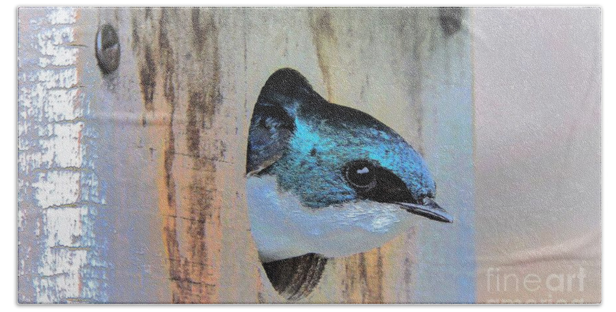 Tree Swallow Beach Sheet featuring the photograph Peek-A-Blue by Tami Quigley