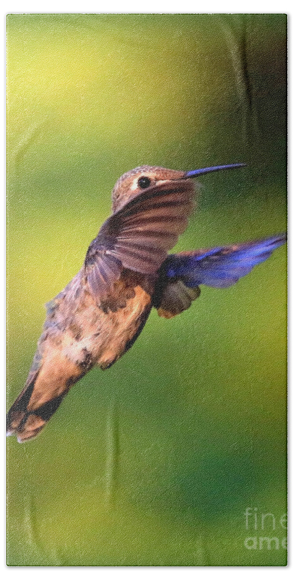Hummingbird Beach Sheet featuring the photograph Peek-a-boo Hummingbird by Carol Groenen