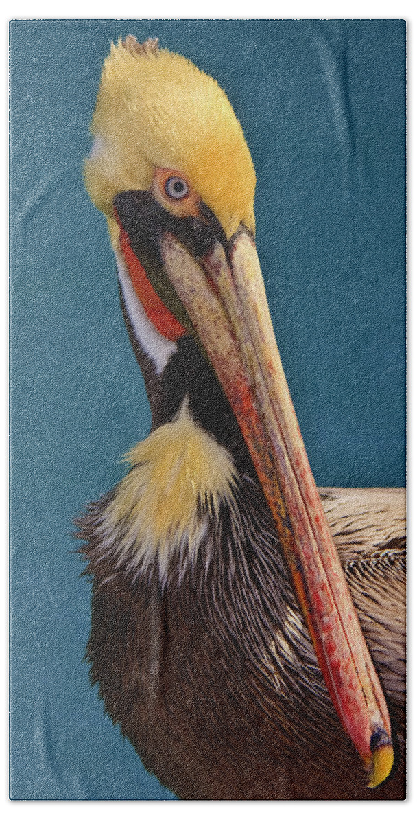 Pelican Beach Towel featuring the photograph Pelican by Beth Sargent