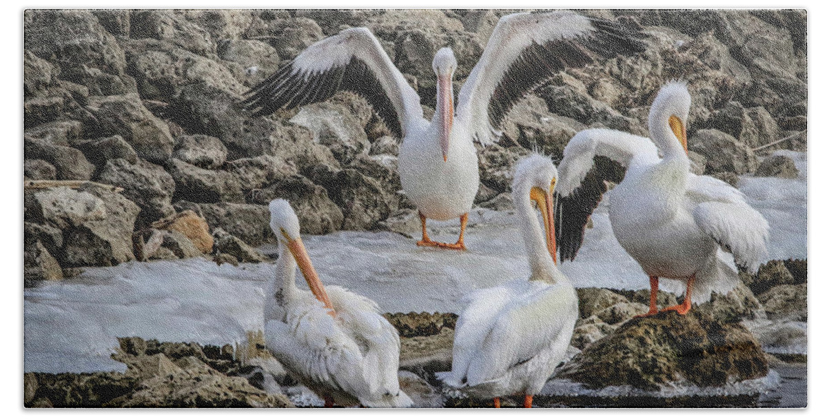 Pelicans Beach Towel featuring the photograph Pelican Conducting by Ray Congrove