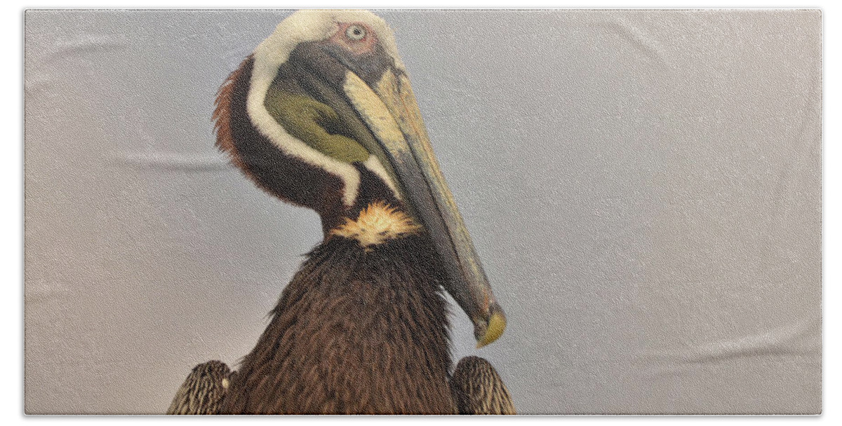 Pelican Beach Towel featuring the photograph Pelican by Nancy Landry