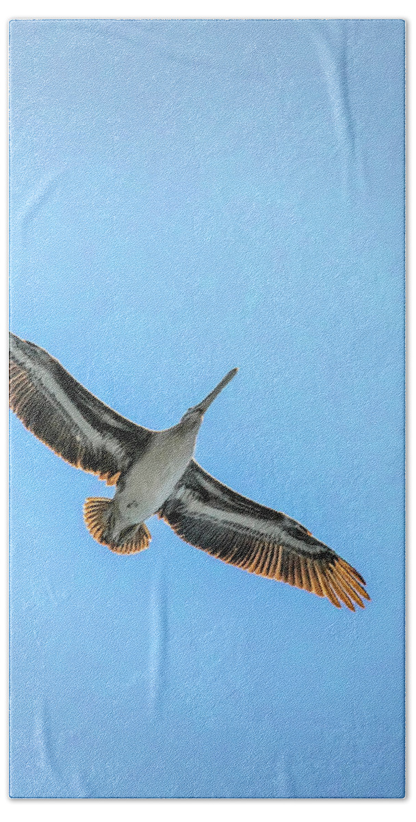 Brown Pelican Beach Towel featuring the photograph Pelican Overhead by Endre Balogh
