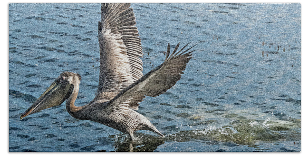 Pelican Beach Towel featuring the photograph Pelican Take-Off by Bob Slitzan