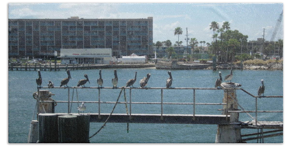 Pelicans Beach Towel featuring the photograph Pelicans in a Row by Val Oconnor