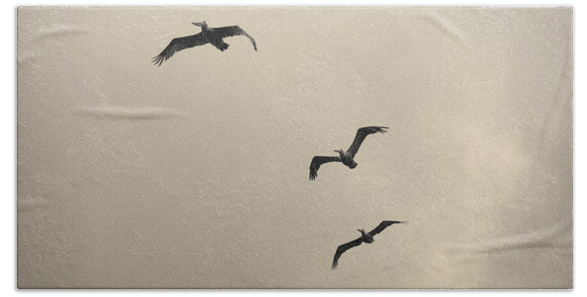 Pelican Beach Towel featuring the photograph Pelicans in Flight I Toned by David Gordon